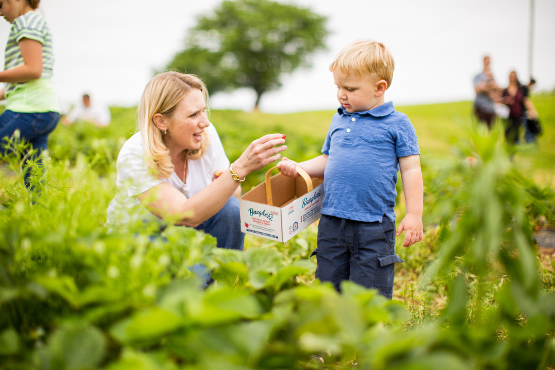 Pick Your Own Strawberries at Baugher's Orchard and Farm in West