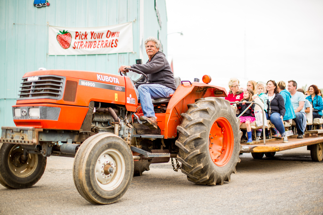 Pick Your Own Strawberries at Baugher's Orchard and Farm in West