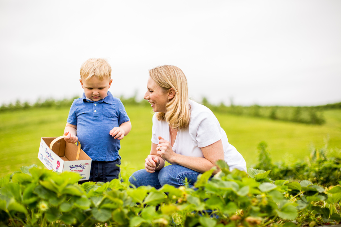 Pick Your Own Strawberries at Baugher's Orchard and Farm in West