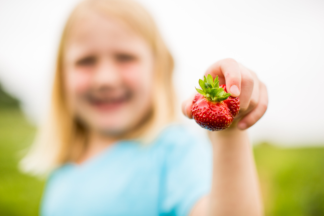 Pick Your Own Strawberries at Baugher's Orchard and Farm in West