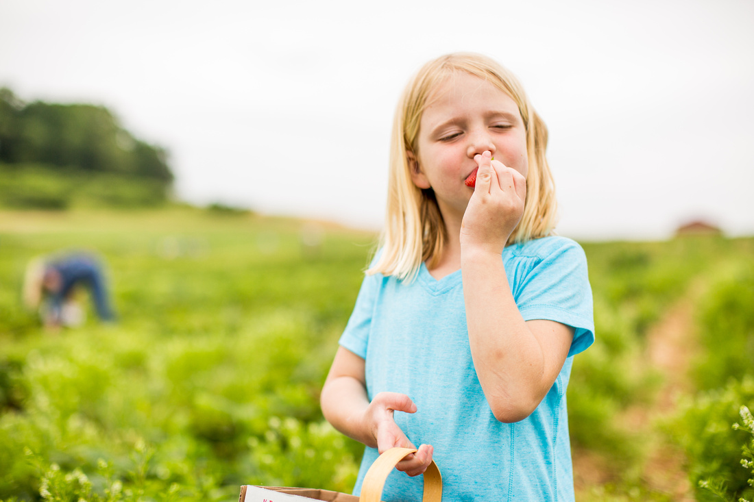 Pick Your Own Strawberries at Baugher's Orchard and Farm in West