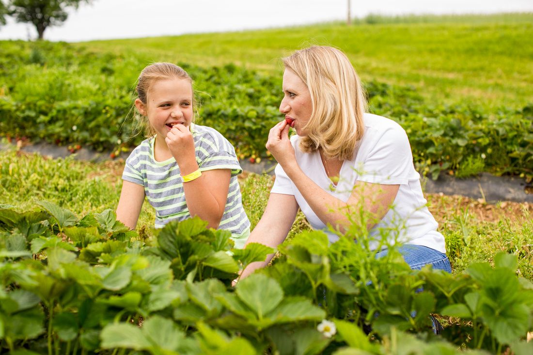 Pick Your Own Strawberries at Baugher's Orchard and Farm in West