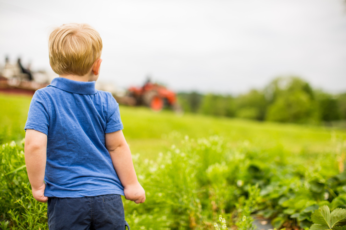 Pick Your Own Strawberries at Baugher's Orchard and Farm in West