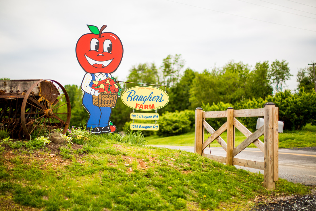 Pick Your Own Strawberries at Baugher's Orchard and Farm in West