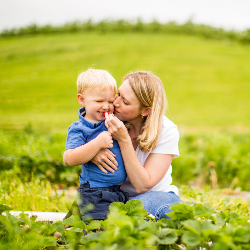 Pick Your Own Strawberries at Baugher's Orchard and Farm in West