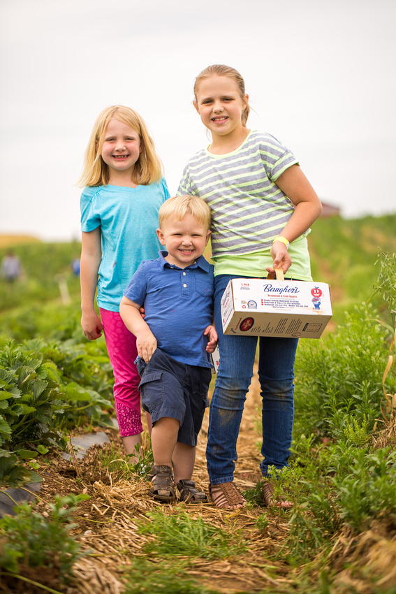 Pick Your Own Strawberries at Baugher's Orchard and Farm in West