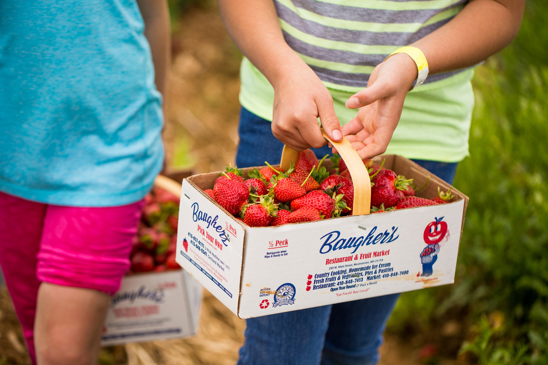 Pick Your Own Strawberries at Baugher's Orchard and Farm in West