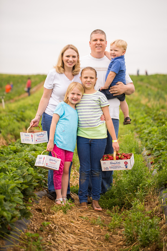 Pick Your Own Strawberries at Baugher's Orchard and Farm in West