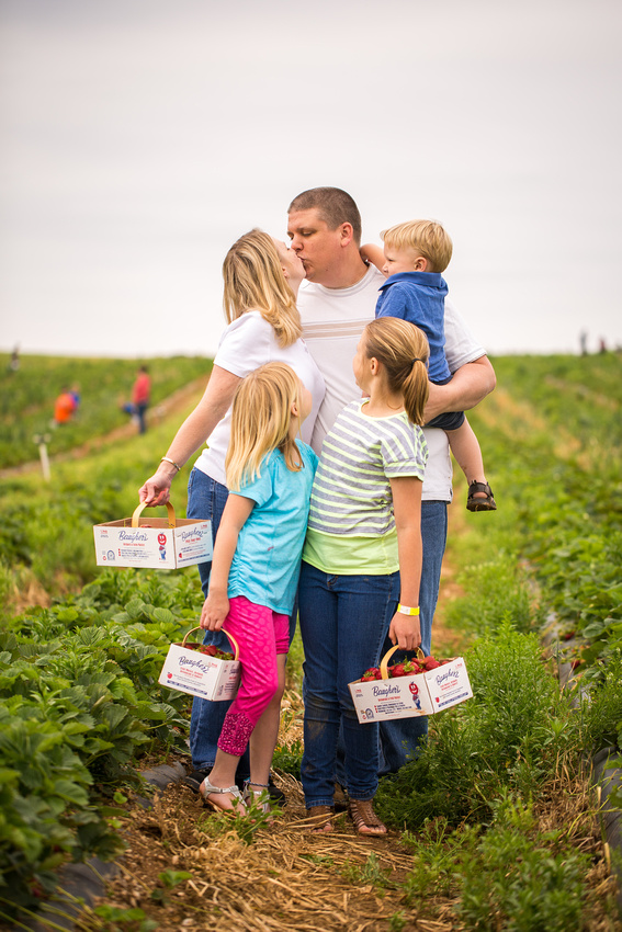 Pick Your Own Strawberries at Baugher's Orchard and Farm in West