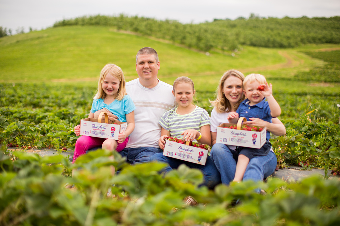 Pick Your Own Strawberries at Baugher's Orchard and Farm in West