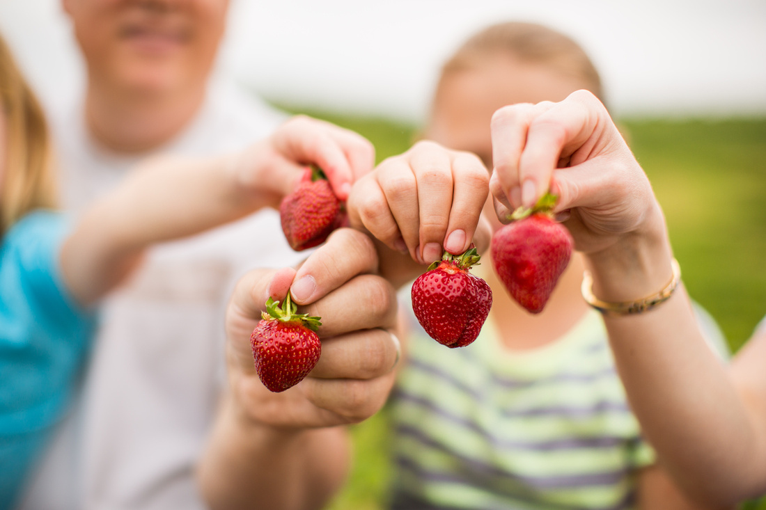 Pick Your Own Strawberries at Baugher's Orchard and Farm in West