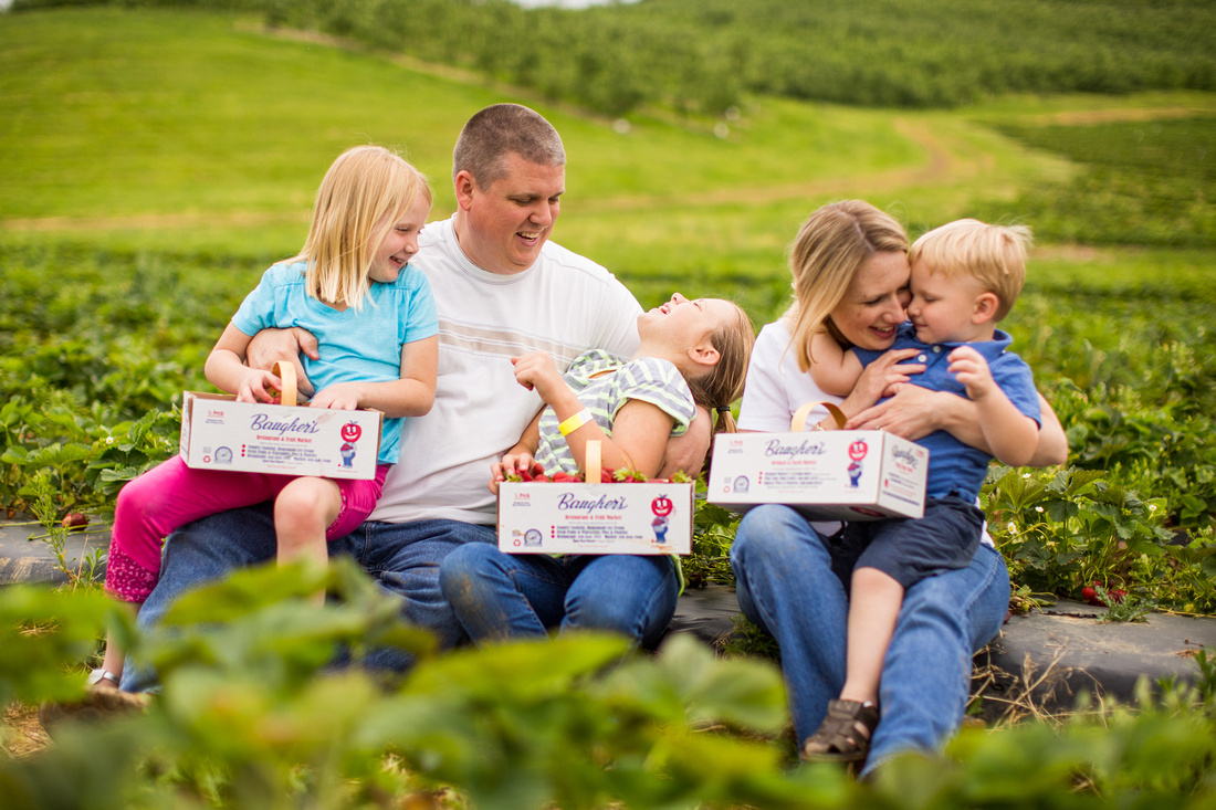 Pick Your Own Strawberries at Baugher's Orchard and Farm in West