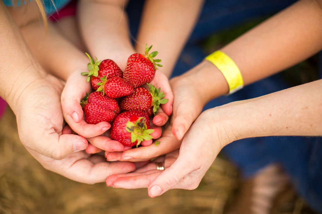 Pick Your Own Strawberries at Baugher's Orchard and Farm in West