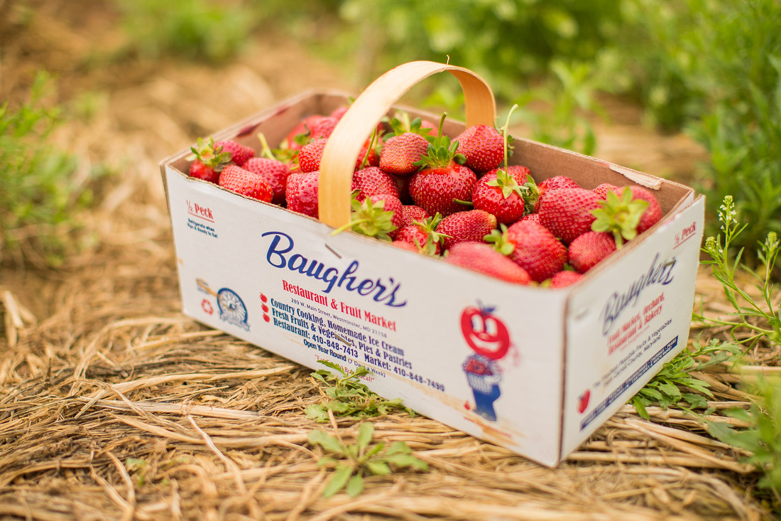 Pick Your Own Strawberries at Baugher's Orchard and Farm in West