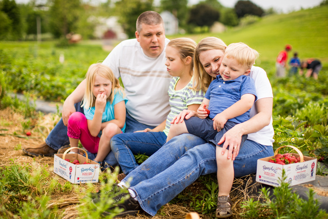 Pick Your Own Strawberries at Baugher's Orchard and Farm in West