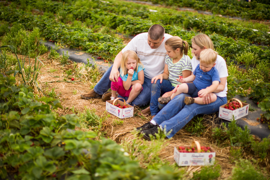 Pick Your Own Strawberries at Baugher's Orchard and Farm in West