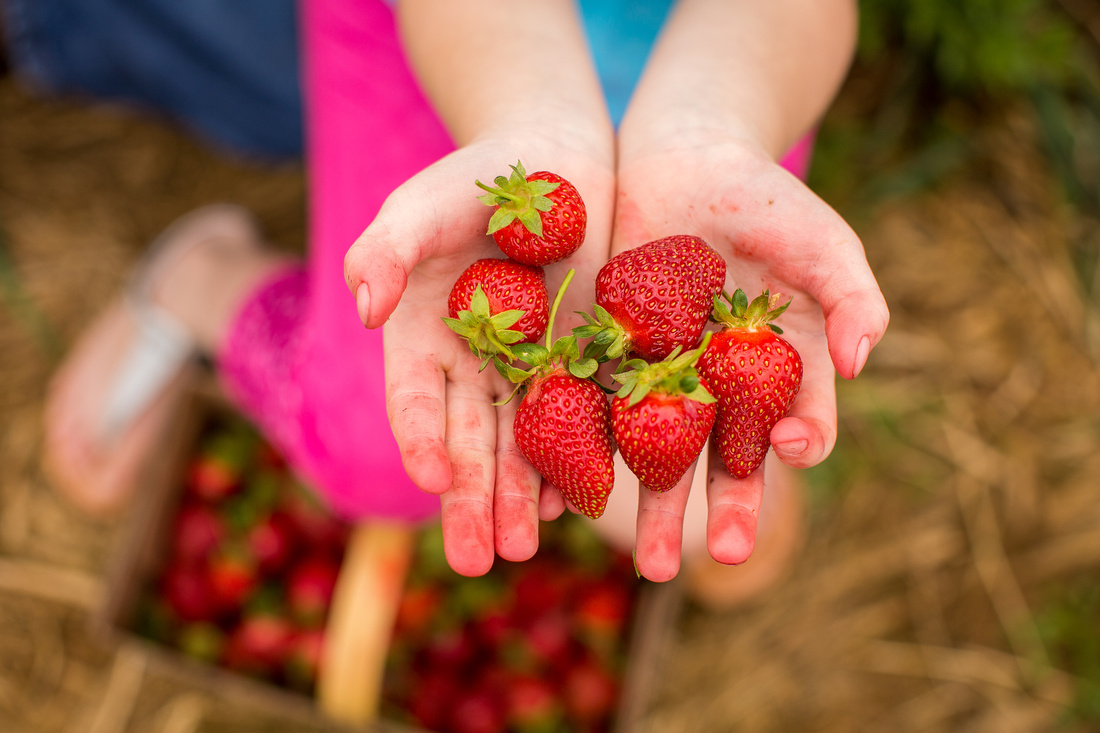 Pick Your Own Strawberries at Baugher's Orchard and Farm in West