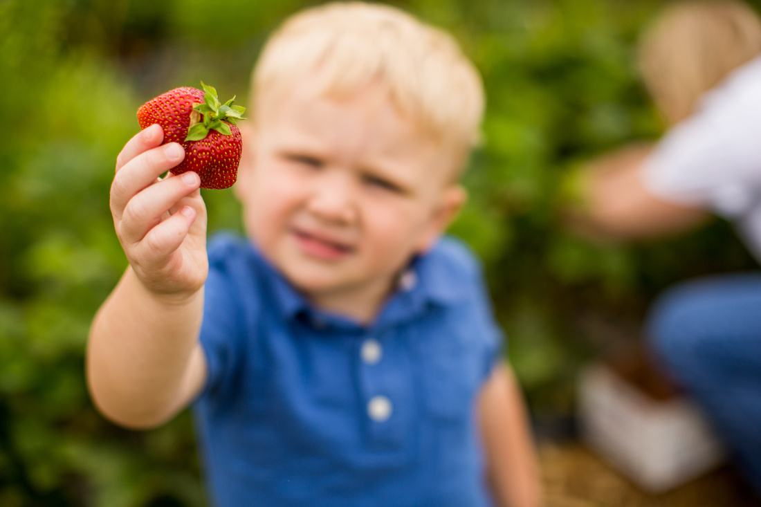 Pick Your Own Strawberries at Baugher's Orchard and Farm in West