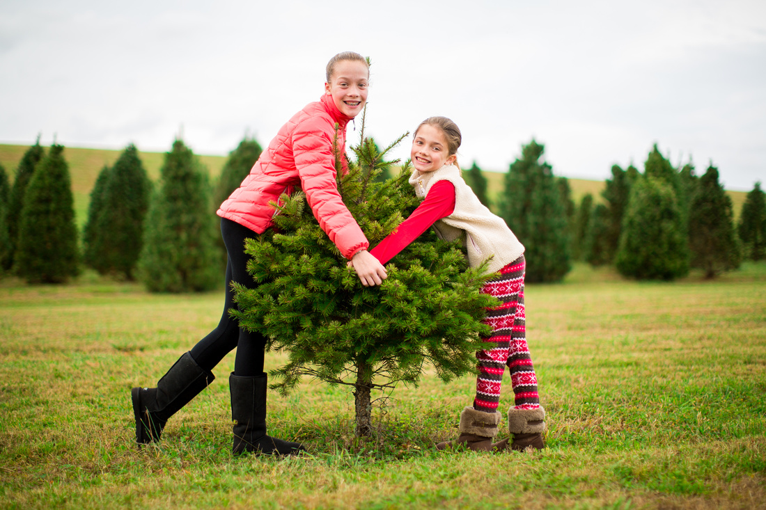 McAlonan Sisters at Thomas Tree Farm in Manchester, Maryland | P