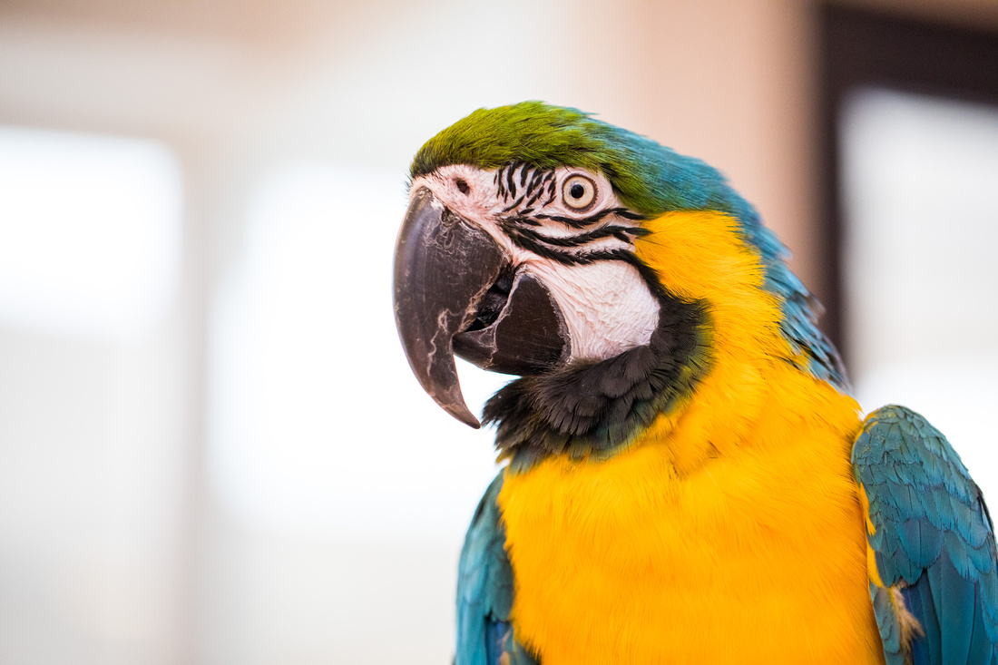 Ruffled Feathers Bird Sanctuary in Hanover, Pennsylvania | Photo