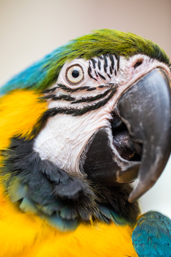 Ruffled Feathers Bird Sanctuary in Hanover, Pennsylvania | Photo