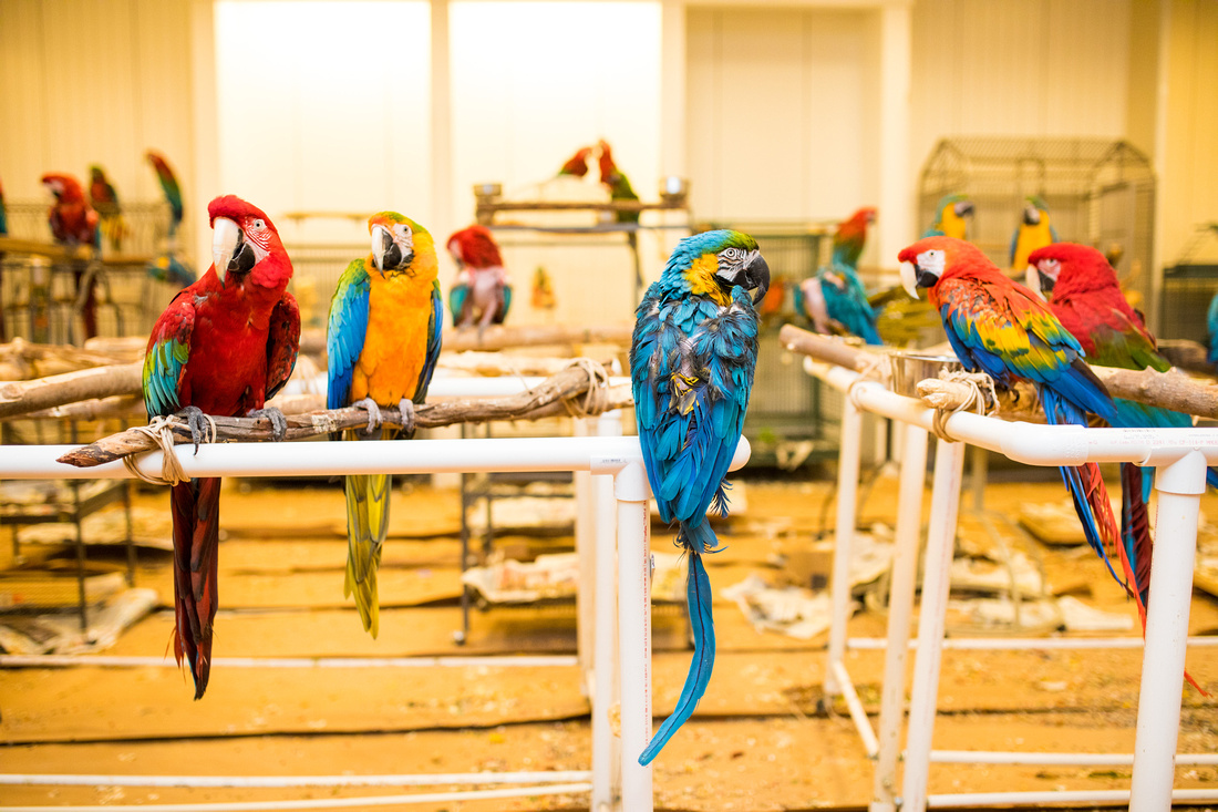 Ruffled Feathers Bird Sanctuary in Hanover, Pennsylvania | Photo