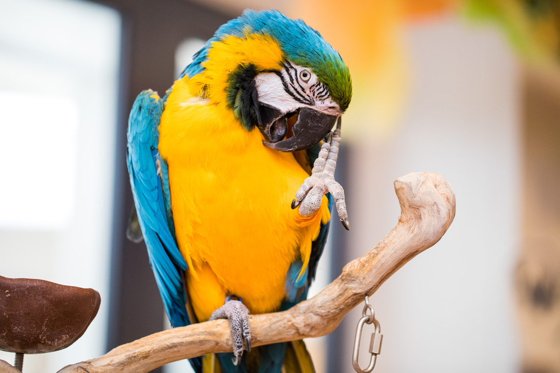 Ruffled Feathers Bird Sanctuary in Hanover, Pennsylvania | Photo