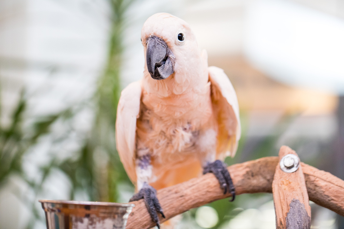 Ruffled Feathers Bird Sanctuary in Hanover, Pennsylvania | Photo