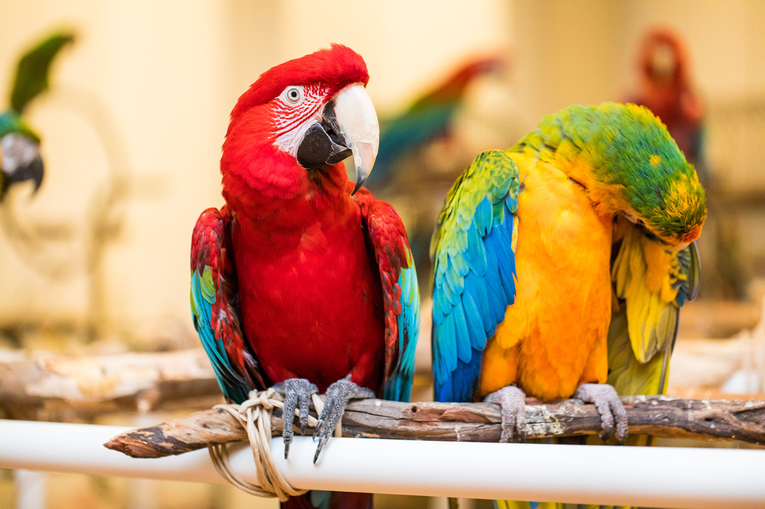 Ruffled Feathers Bird Sanctuary in Hanover, Pennsylvania | Photo