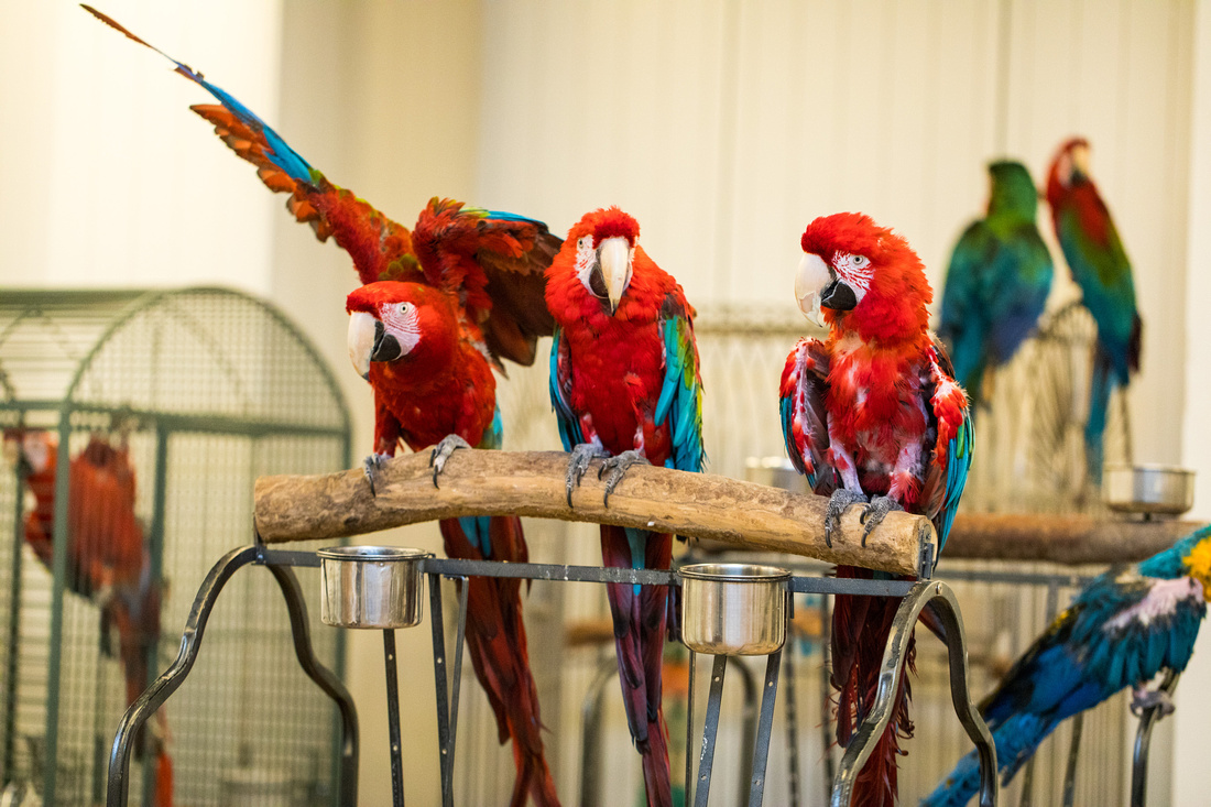 Ruffled Feathers Bird Sanctuary in Hanover, Pennsylvania | Photo