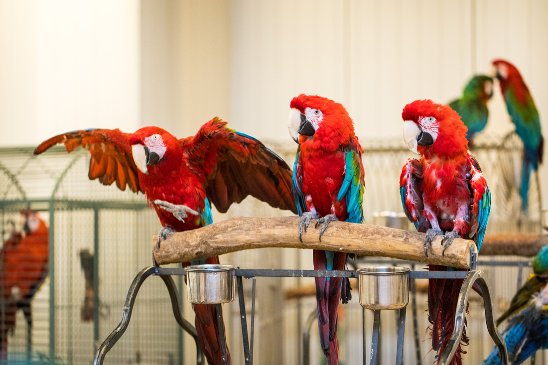 Ruffled Feathers Bird Sanctuary in Hanover, Pennsylvania | Photo