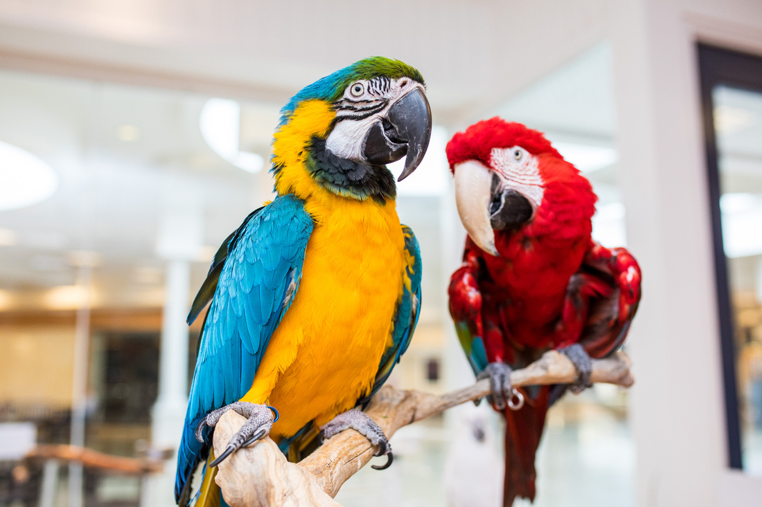 Ruffled Feathers Bird Sanctuary in Hanover, Pennsylvania | Photo