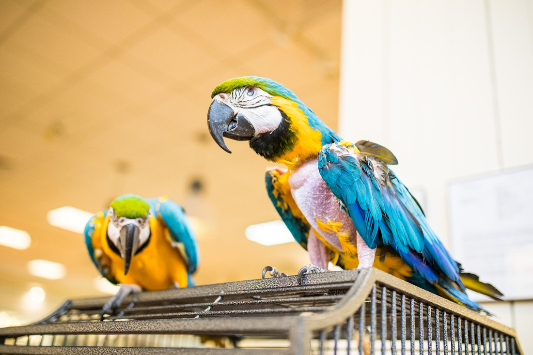 Ruffled Feathers Bird Sanctuary in Hanover, Pennsylvania | Photo