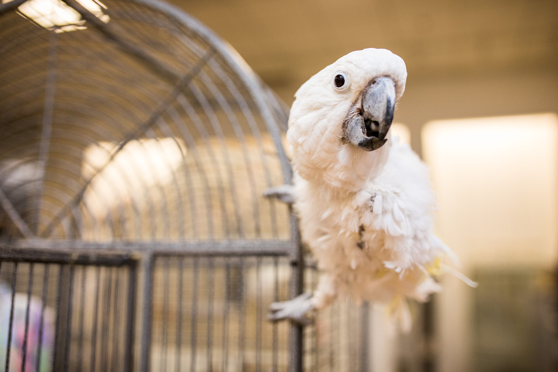 Ruffled Feathers Bird Sanctuary in Hanover, Pennsylvania | Photo