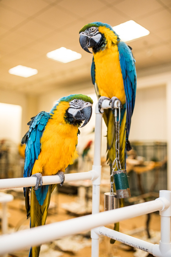 Ruffled Feathers Bird Sanctuary in Hanover, Pennsylvania | Photo