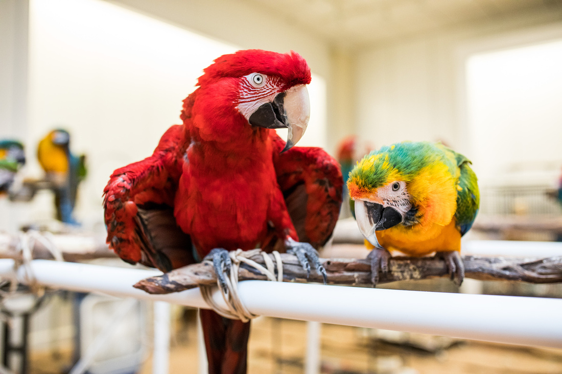 Ruffled Feathers Bird Sanctuary in Hanover, Pennsylvania | Photo