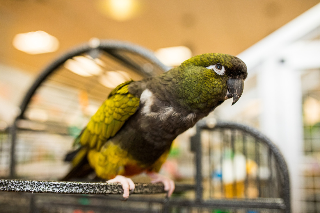 Ruffled Feathers Bird Sanctuary in Hanover, Pennsylvania | Photo