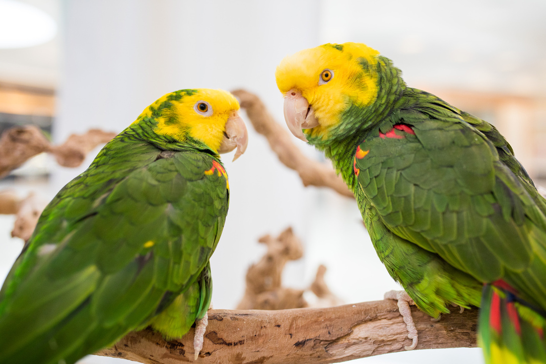 Ruffled Feathers Bird Sanctuary in Hanover, Pennsylvania | Photo