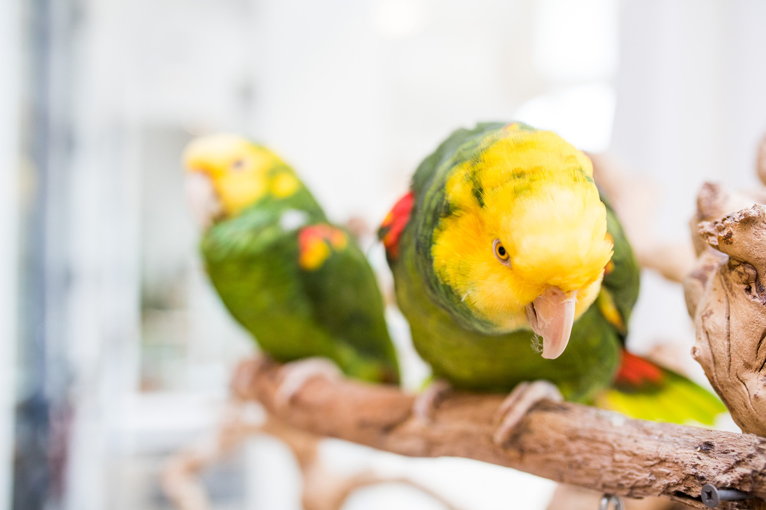 Ruffled Feathers Bird Sanctuary in Hanover, Pennsylvania | Photo