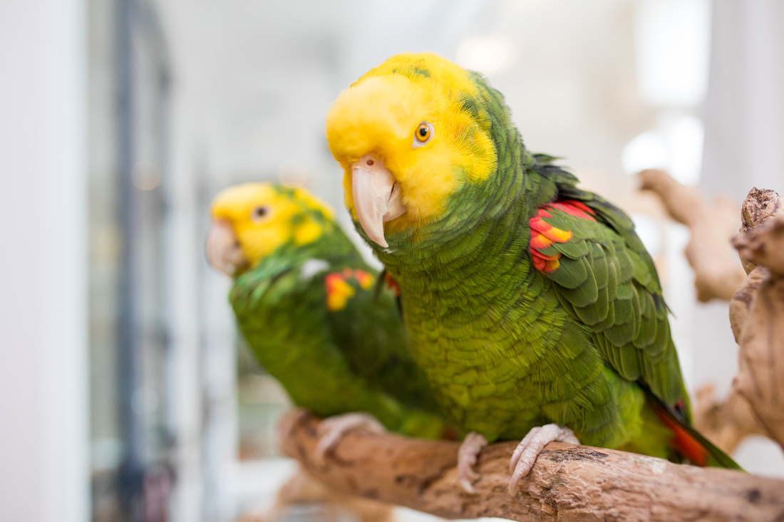 Ruffled Feathers Bird Sanctuary in Hanover, Pennsylvania | Photo